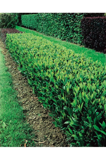 Вишневий лавр Отто Люкен бордюрна посадка